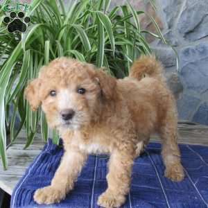 Alvin, Mini Aussiedoodle Puppy